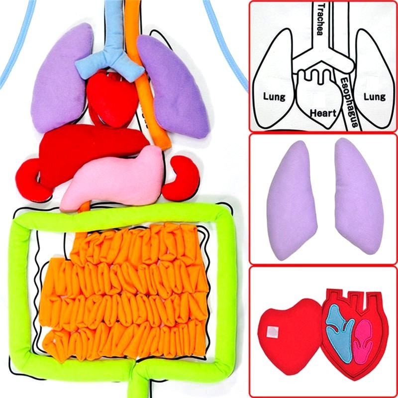 Tablier d'anatomie